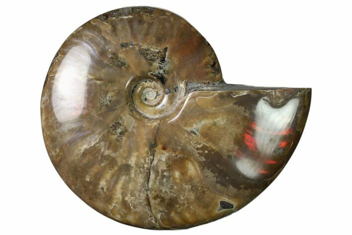 4" Flashy Red Iridescent Ammonite